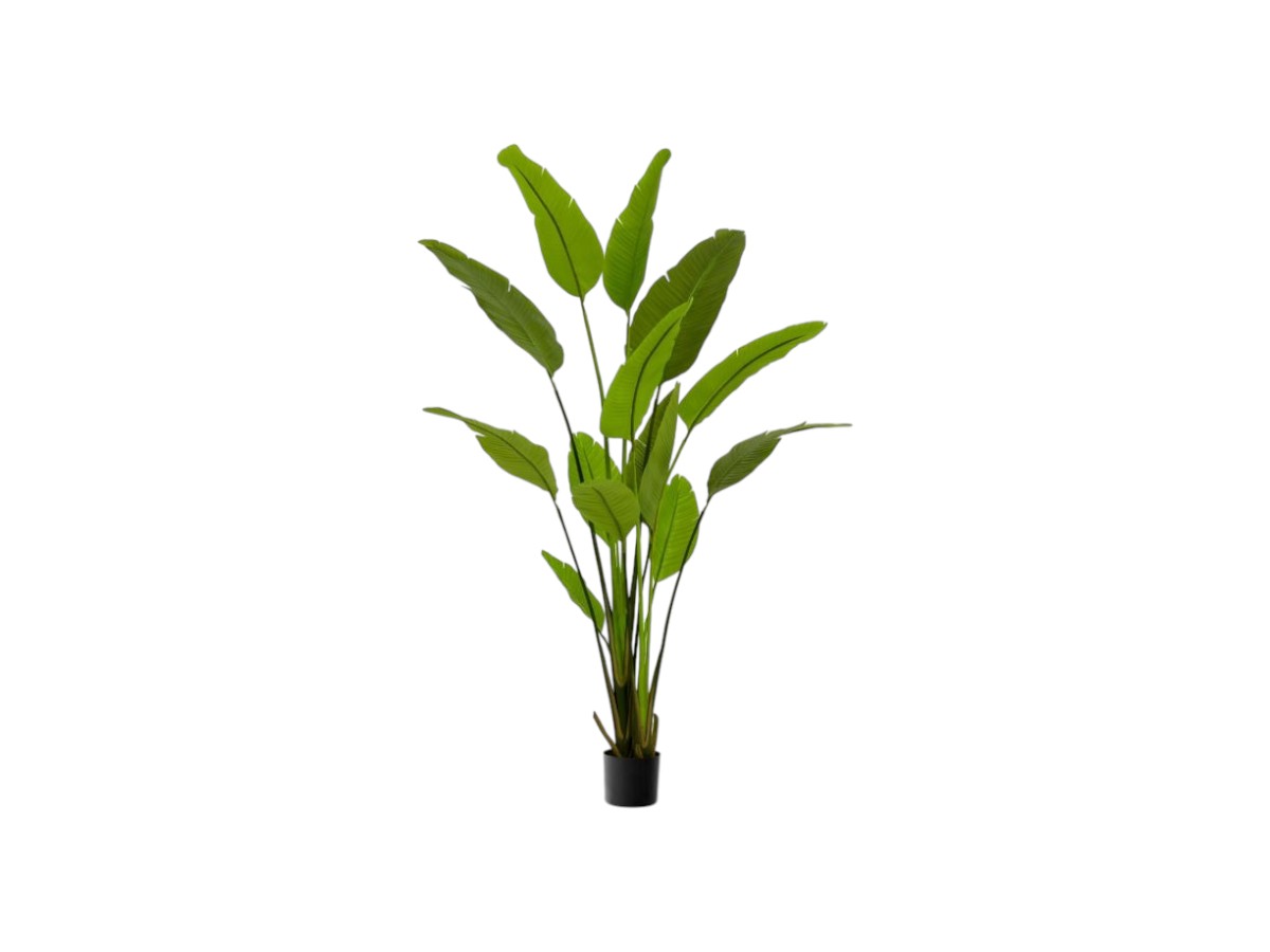 Eichholtz Strelitzia, для растений M