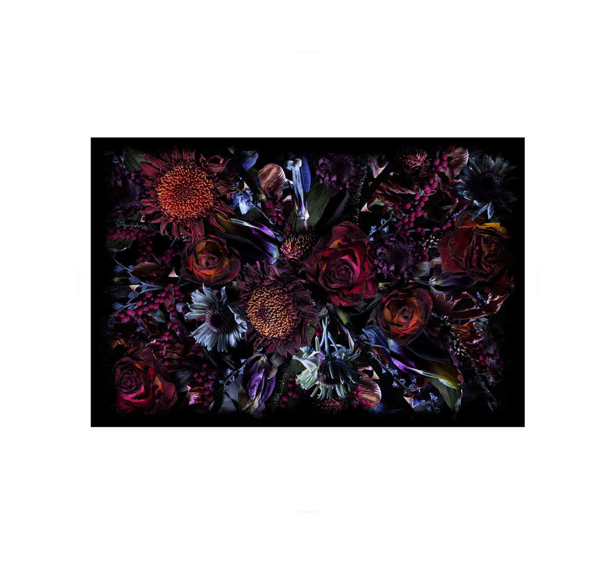 Moooi Carpets Fool S Paradise Rectangle Rug